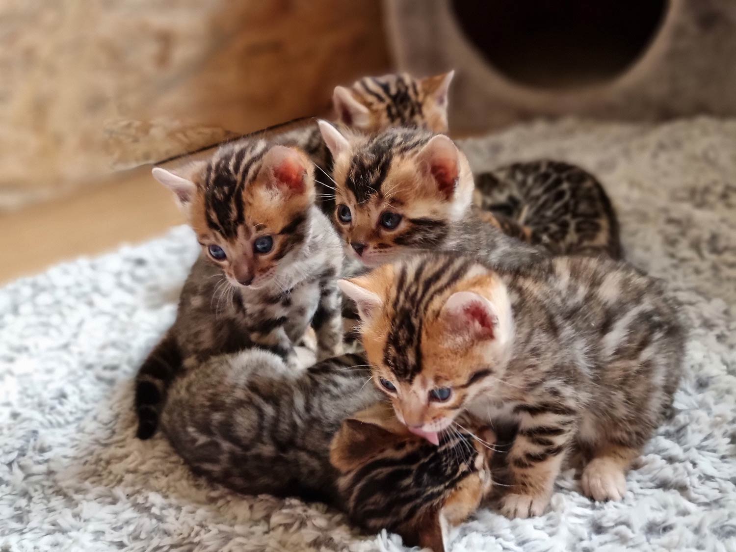 Bengalkitten aus Bengalzucht in Dierikon, Luzern