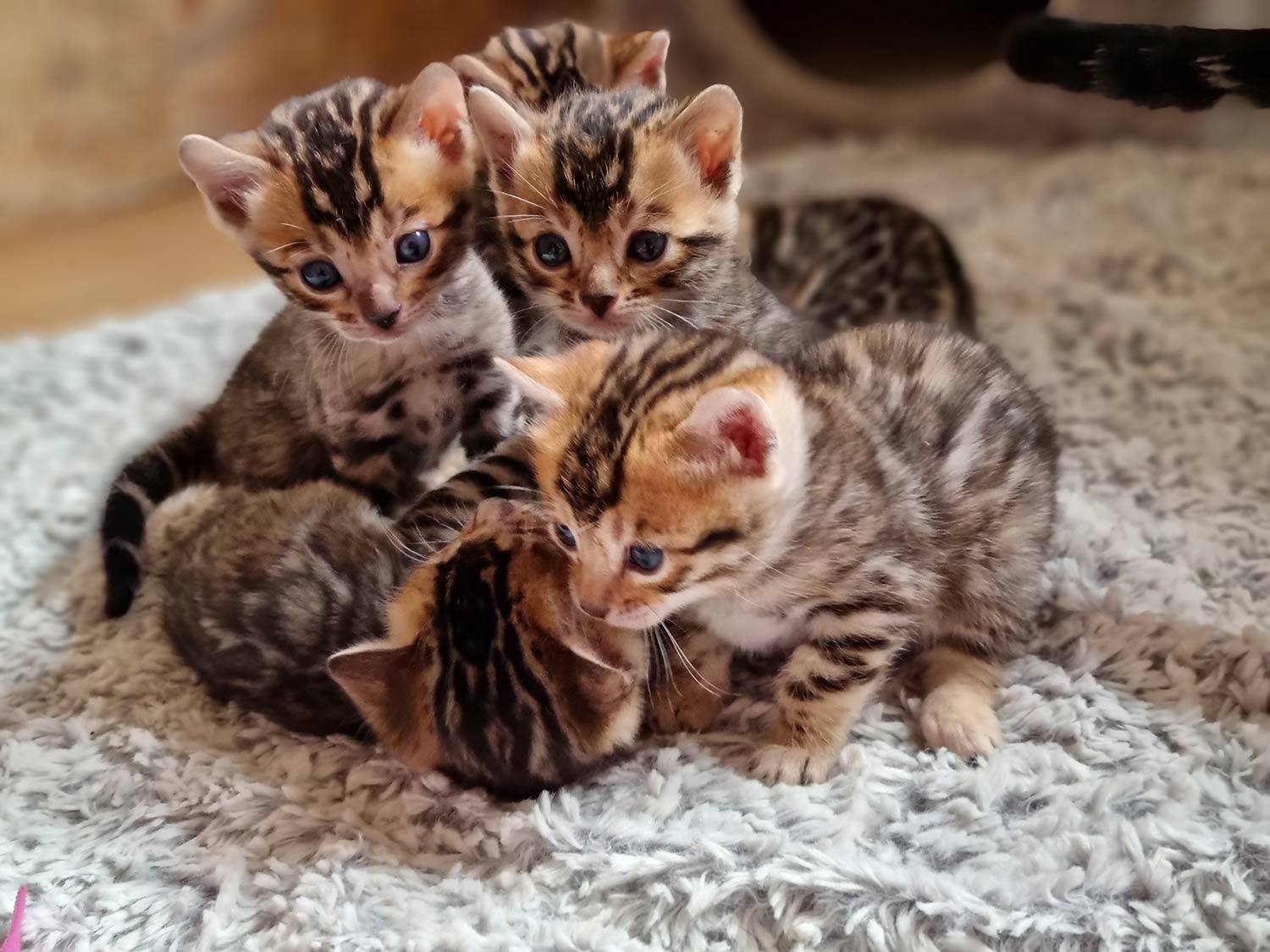 Bengalkitten aus Bengalzucht in Dierikon, Luzern