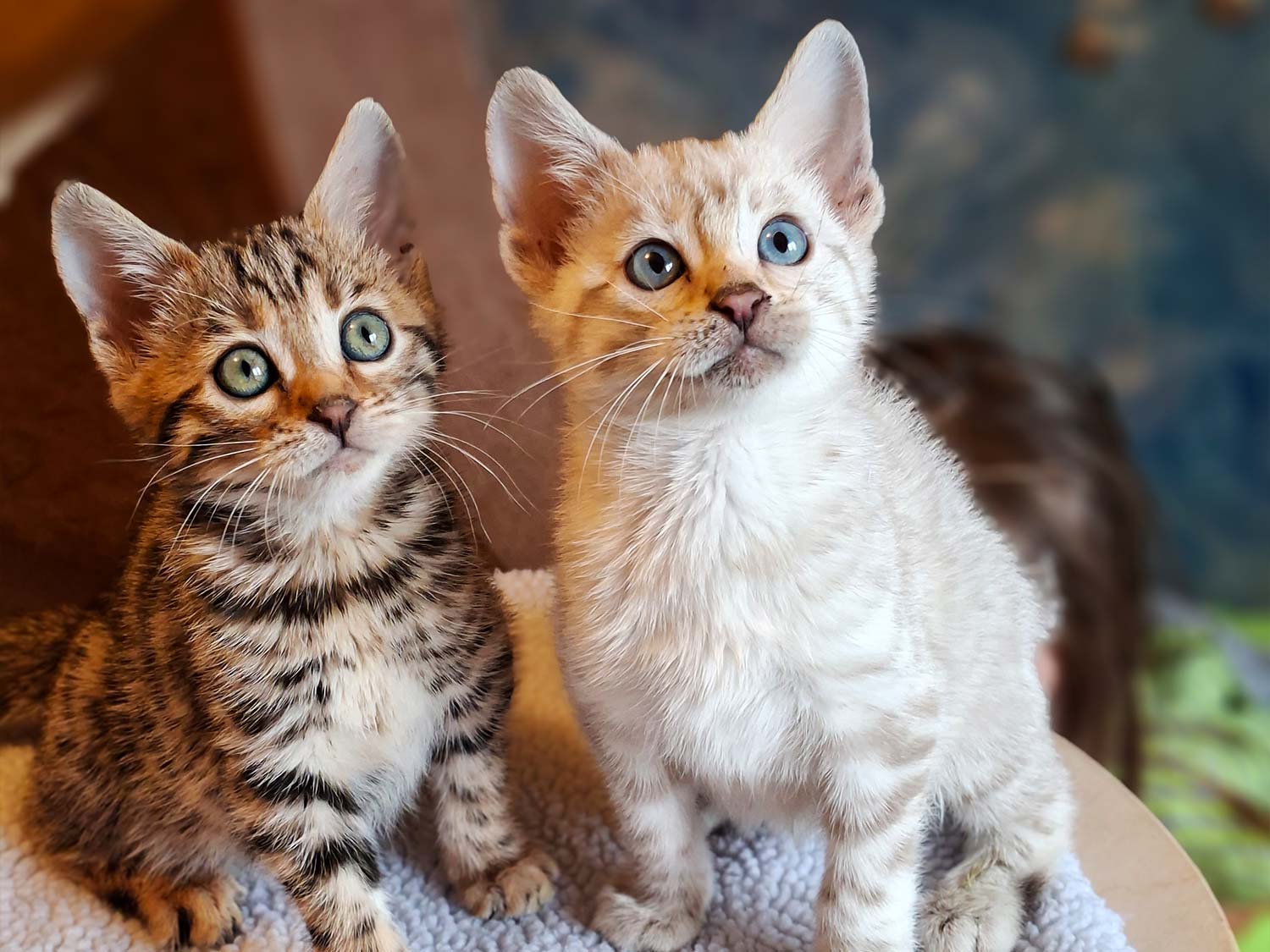 Bengalkitten Dierikon LU