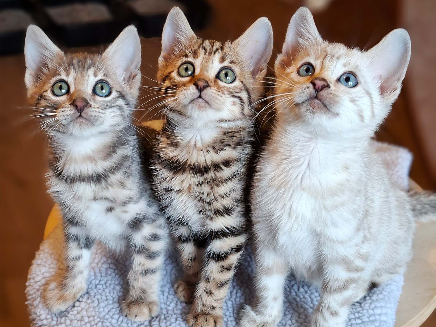 Bengalkitten vom Hüttenhof